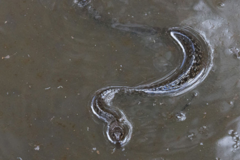 Keelback Snake (Tropidonophis mairii)